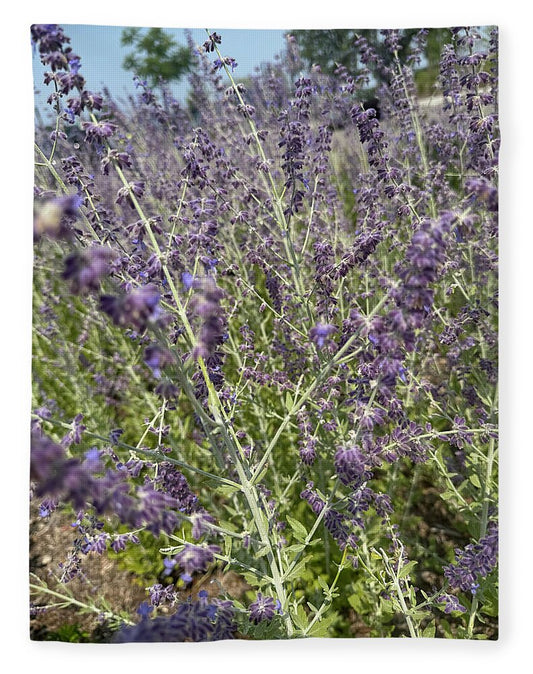 Russian Sage - Blanket