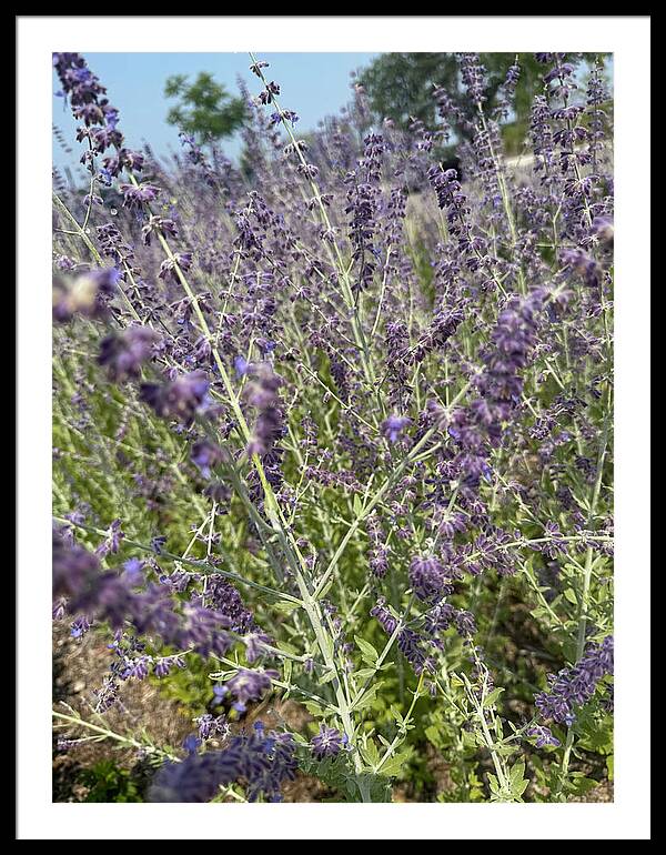 Russian Sage - Framed Print