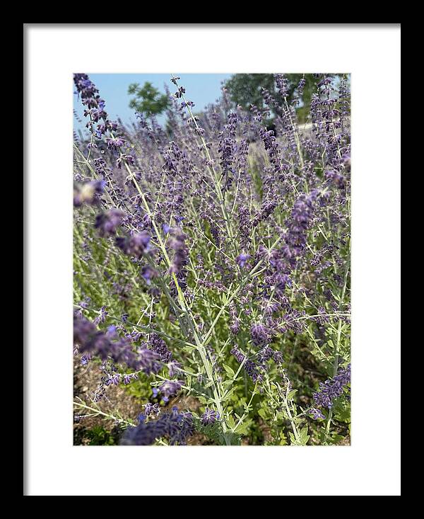 Russian Sage - Framed Print