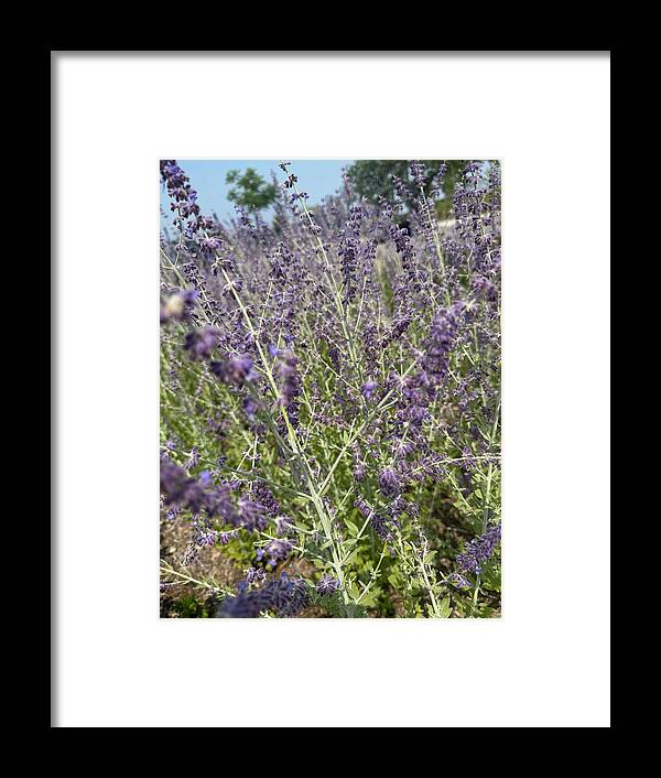 Russian Sage - Framed Print