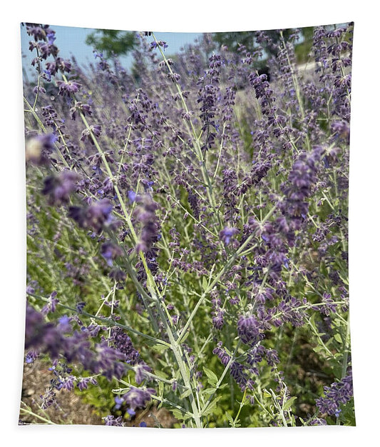 Russian Sage - Tapestry