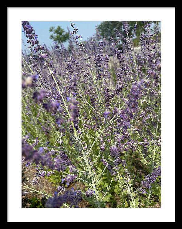 Russian Sage - Framed Print