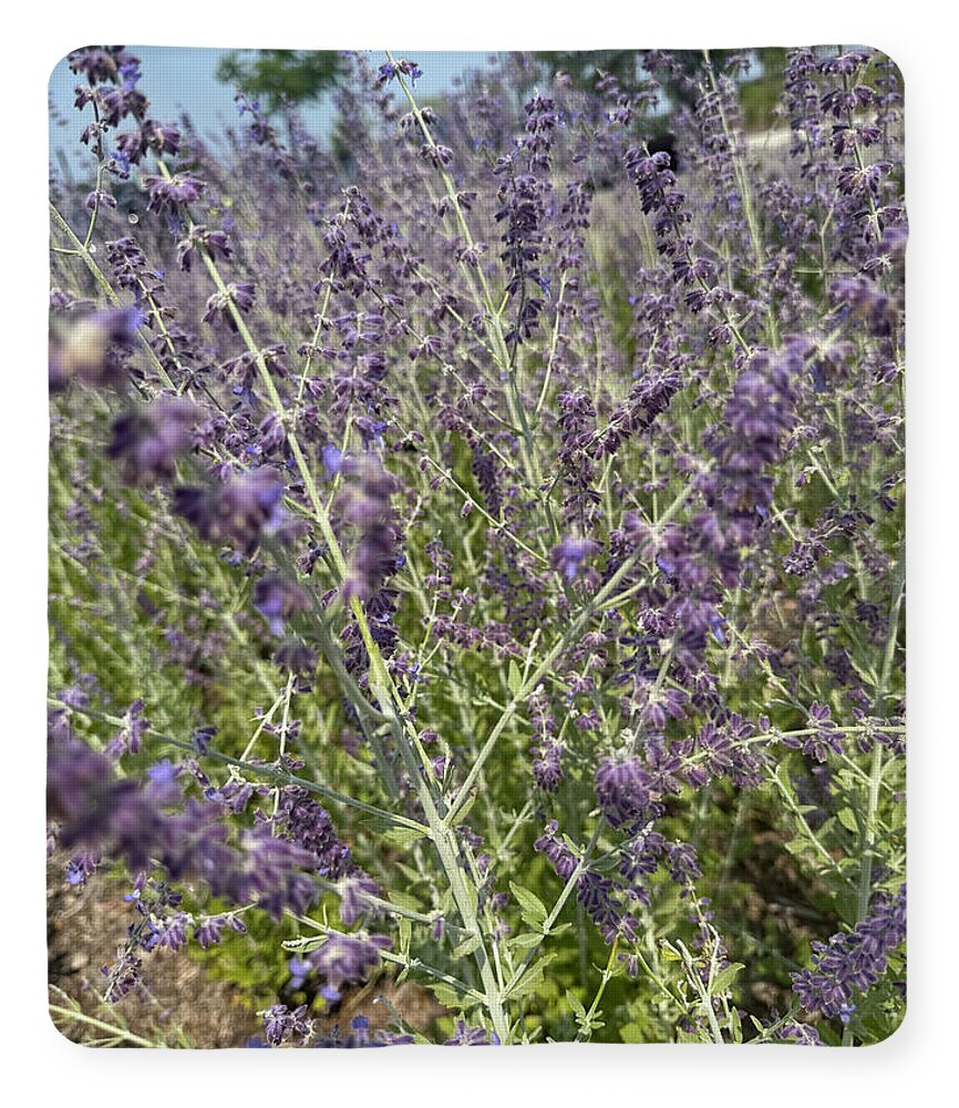 Russian Sage - Blanket