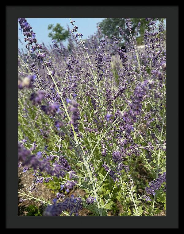 Russian Sage - Framed Print