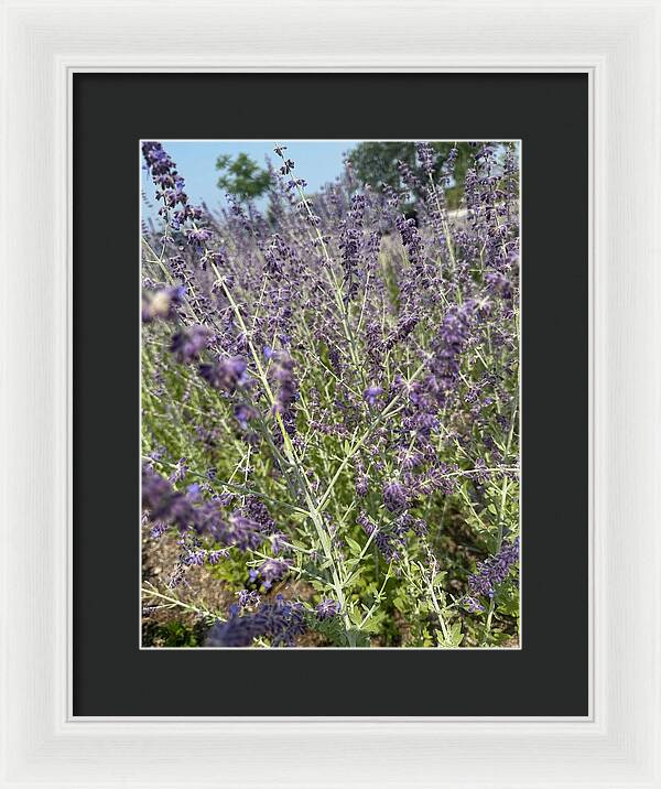 Russian Sage - Framed Print