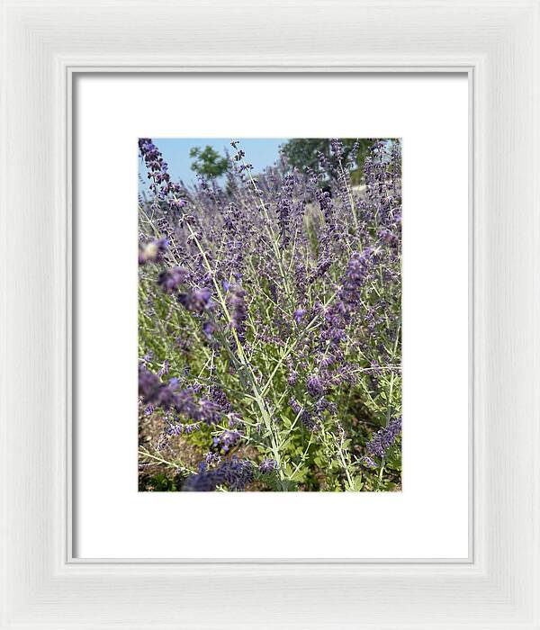 Russian Sage - Framed Print