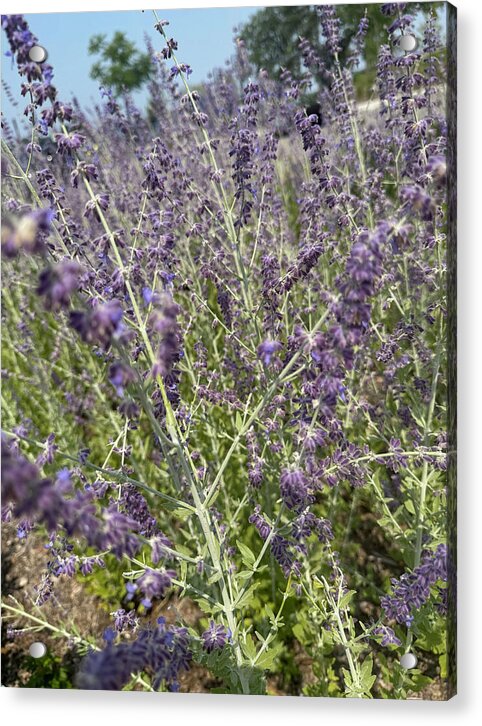 Russian Sage - Acrylic Print