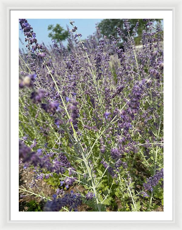 Russian Sage - Framed Print