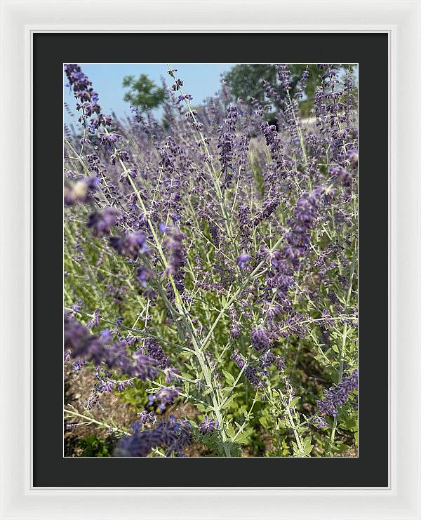 Russian Sage - Framed Print