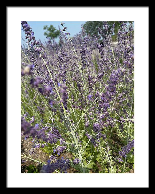 Russian Sage - Framed Print