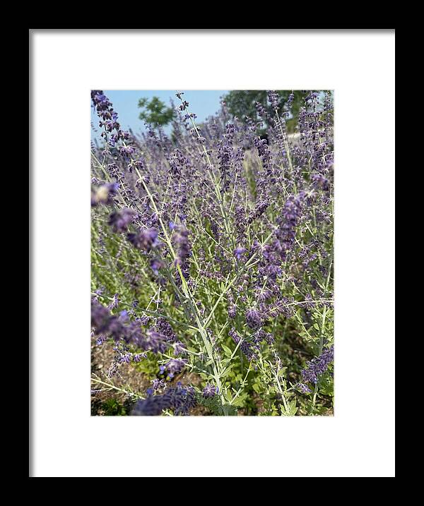 Russian Sage - Framed Print