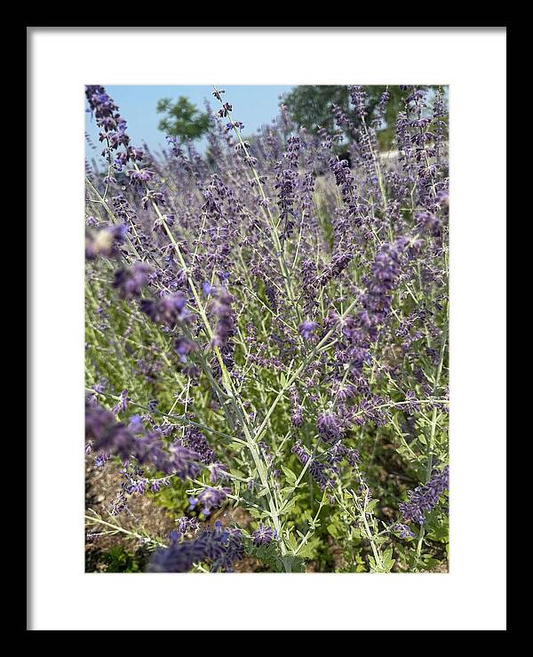 Russian Sage - Framed Print