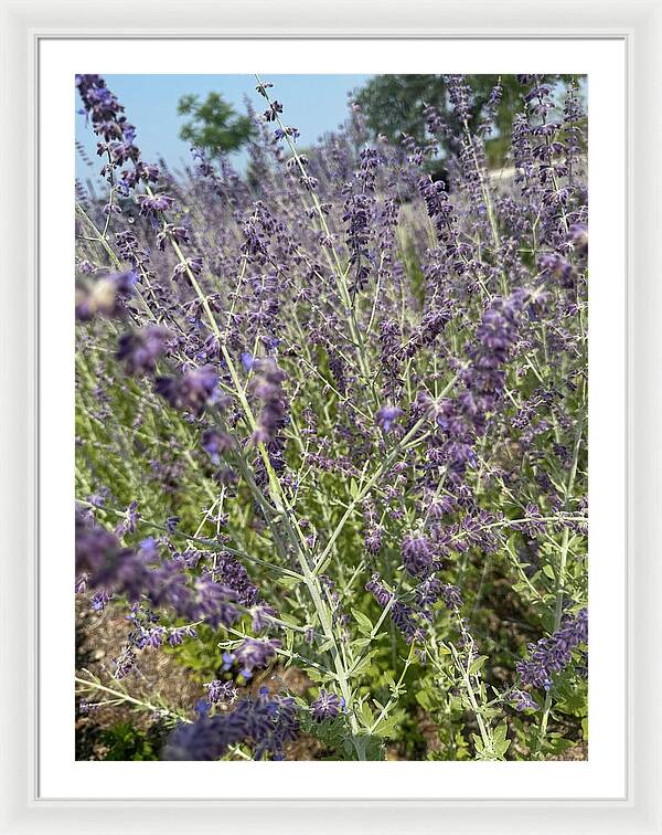 Russian Sage - Framed Print