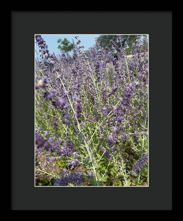 Russian Sage - Framed Print