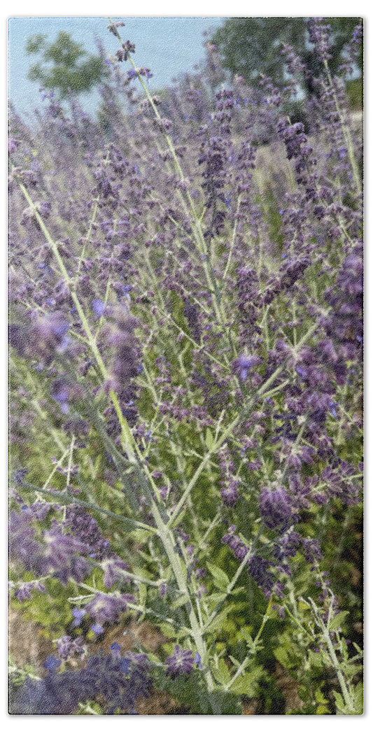 Russian Sage - Beach Towel
