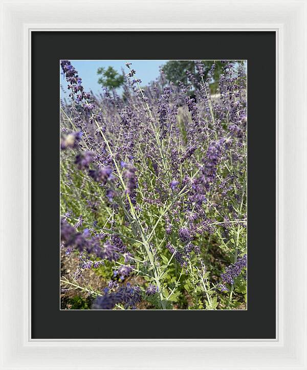Russian Sage - Framed Print