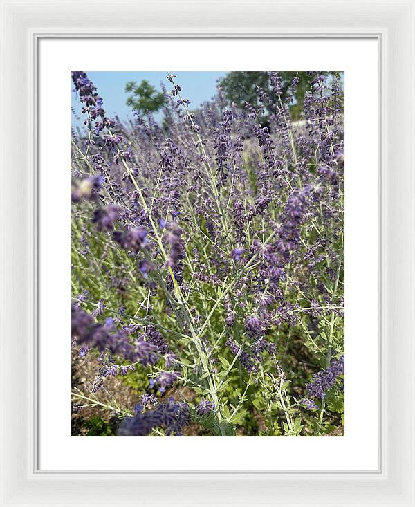Russian Sage - Framed Print
