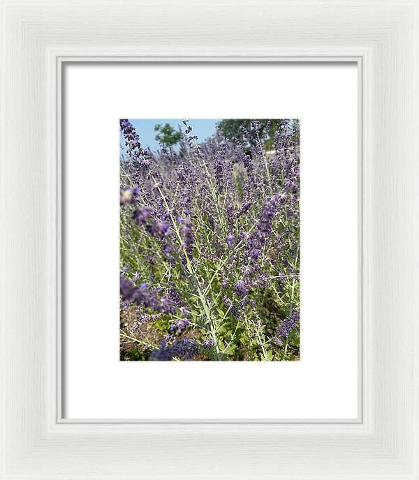 Russian Sage - Framed Print