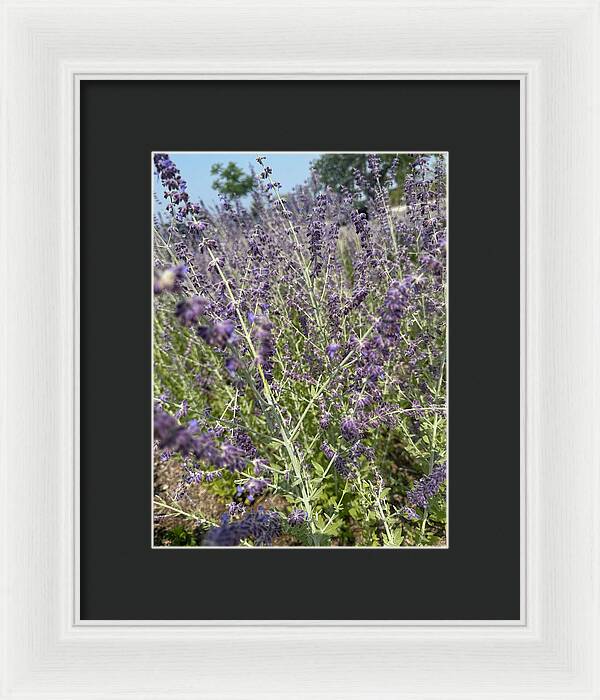 Russian Sage - Framed Print