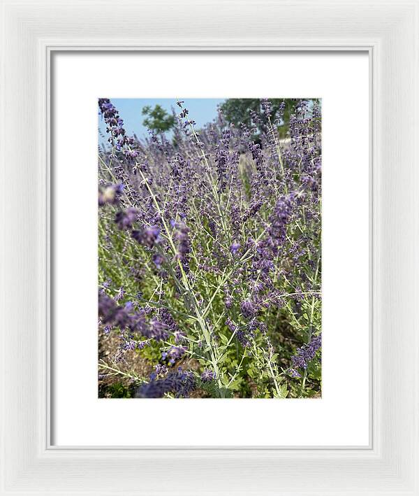 Russian Sage - Framed Print