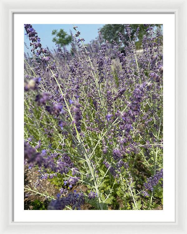 Russian Sage - Framed Print