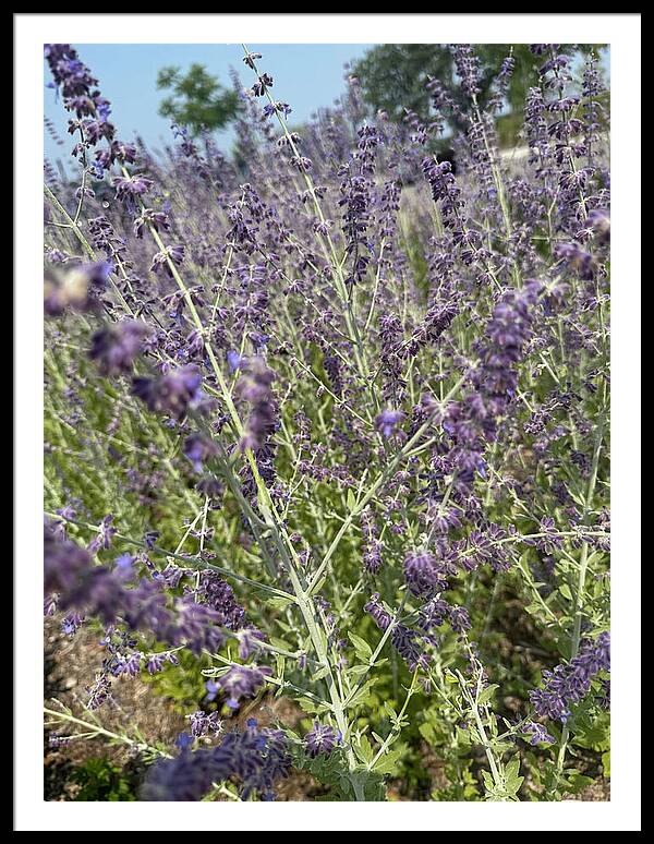 Russian Sage - Framed Print