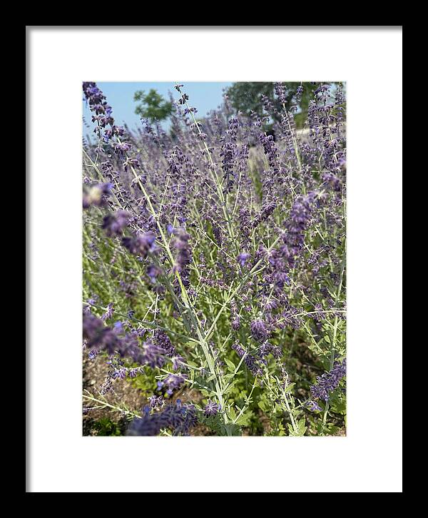 Russian Sage - Framed Print