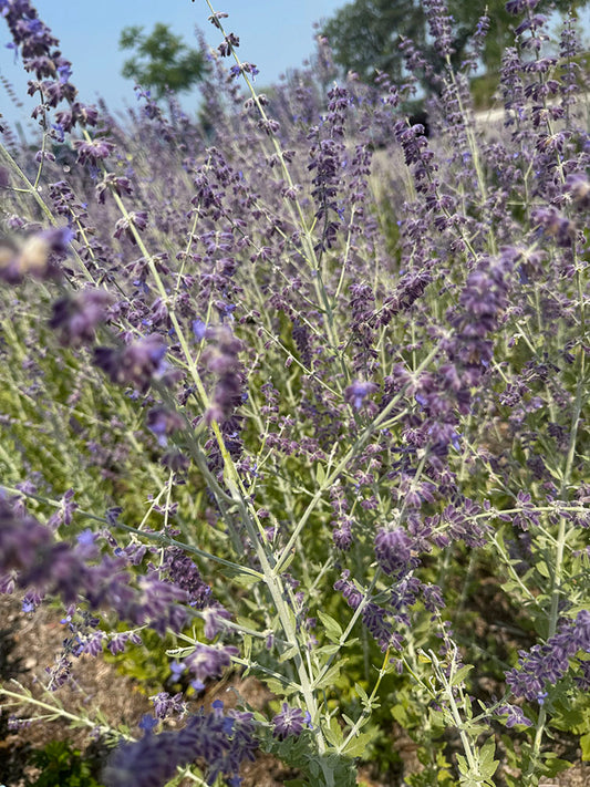 Russian Sage Digital Image Download