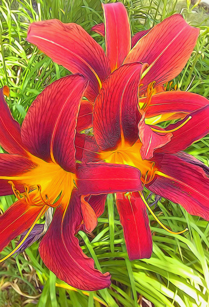 Three Red Tigerlilies Digital Image Download