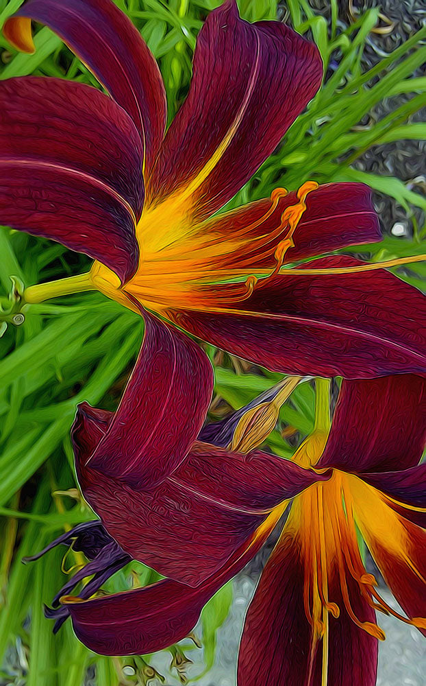 Tigerlily Close Up Digital Image Download