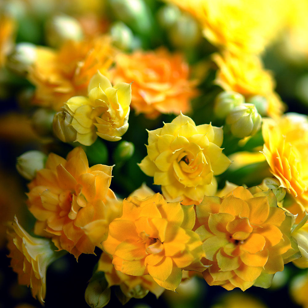 Tiny Yellow Flowers Digital Image Download
