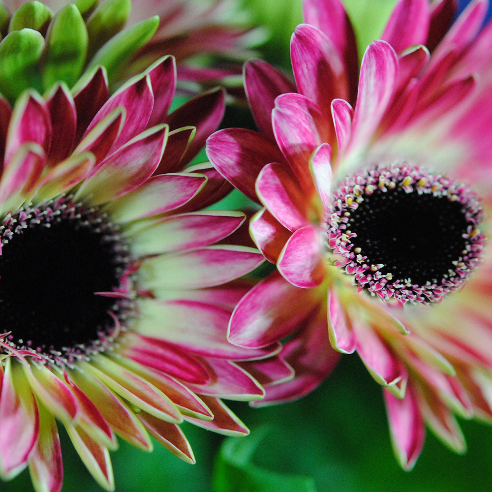 Two Pink Mini Gerbera Daisies Digital Image Download