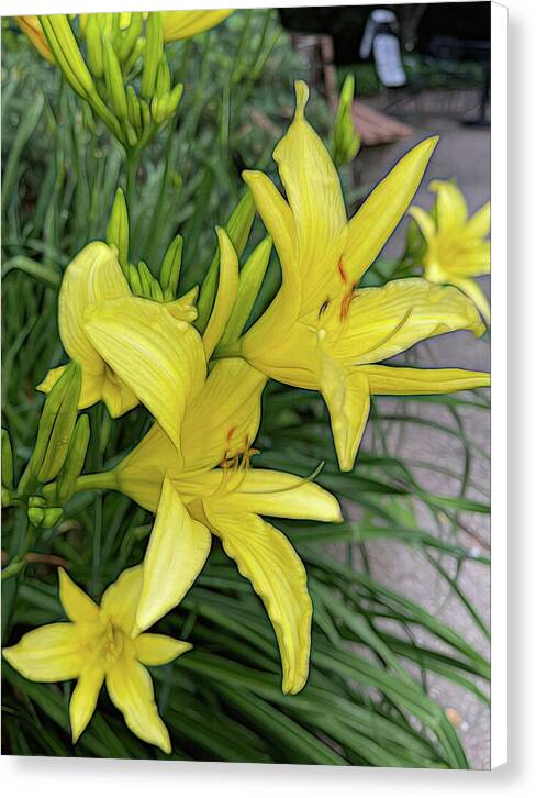 Yellow Daylilies In July - Canvas Print
