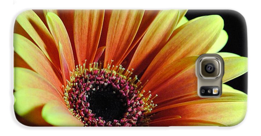 Yellow Orange Daisy - Phone Case