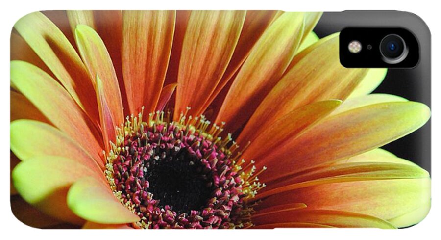Yellow Orange Daisy - Phone Case