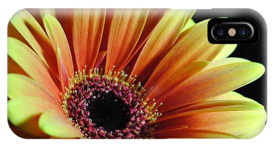 Yellow Orange Daisy - Phone Case