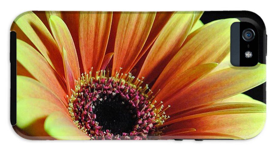 Yellow Orange Daisy - Phone Case