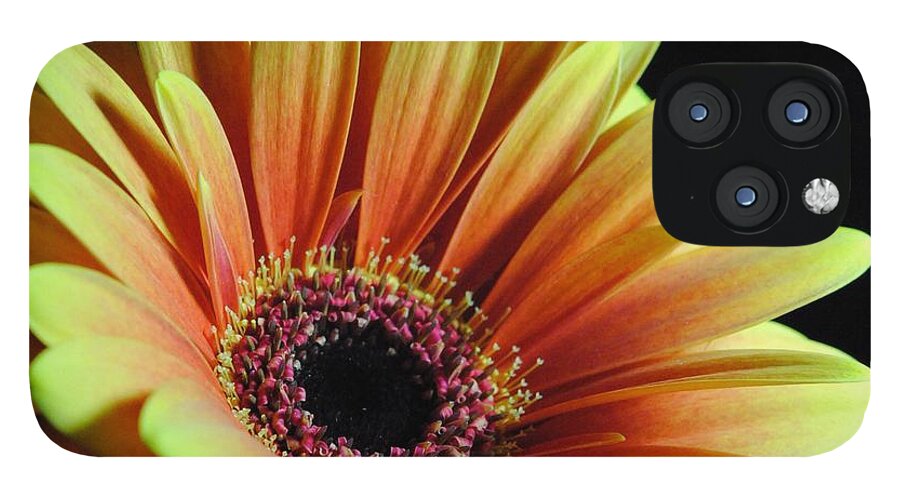 Yellow Orange Daisy - Phone Case