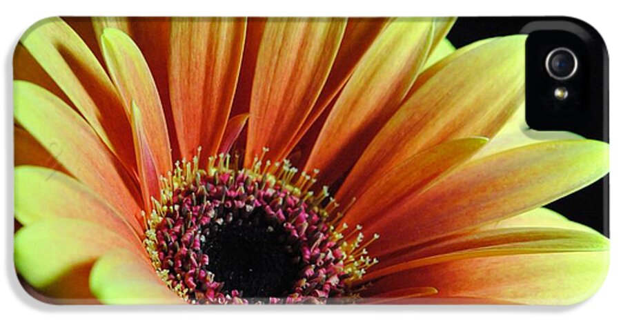 Yellow Orange Daisy - Phone Case