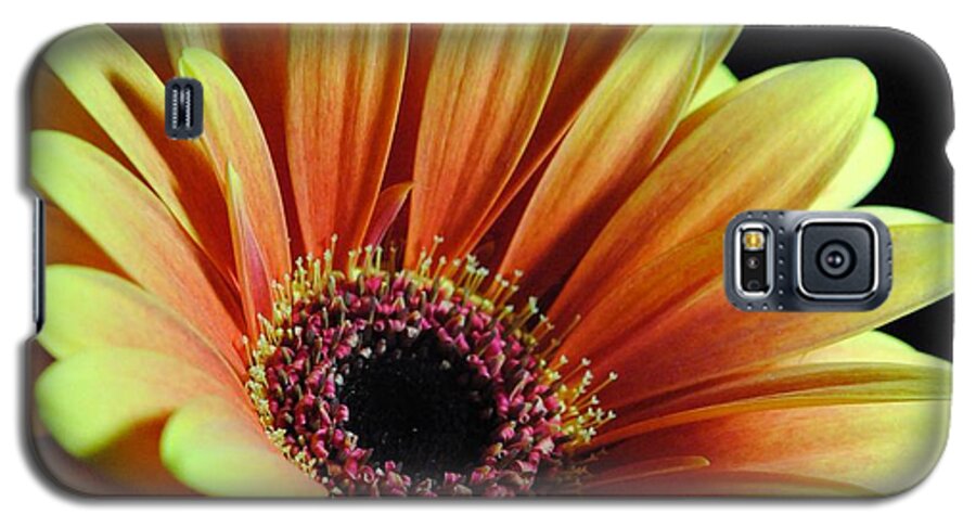 Yellow Orange Daisy - Phone Case