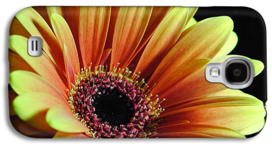 Yellow Orange Daisy - Phone Case