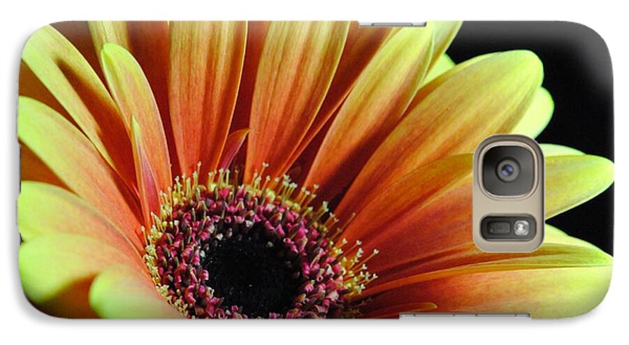 Yellow Orange Daisy - Phone Case