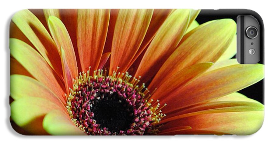 Yellow Orange Daisy - Phone Case
