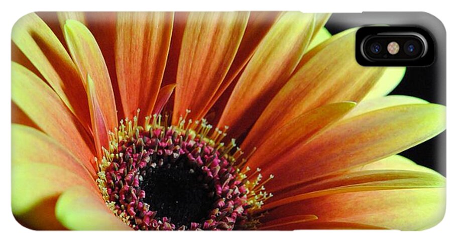 Yellow Orange Daisy - Phone Case