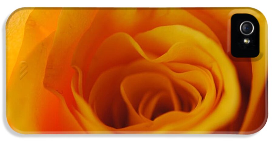 Yellow Rose Close Up - Phone Case