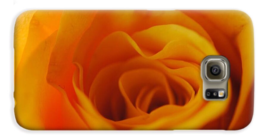 Yellow Rose Close Up - Phone Case