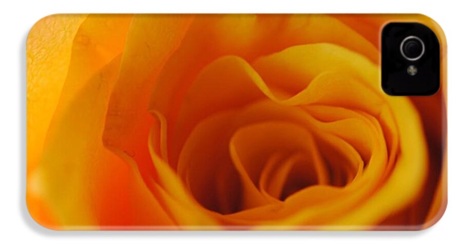 Yellow Rose Close Up - Phone Case