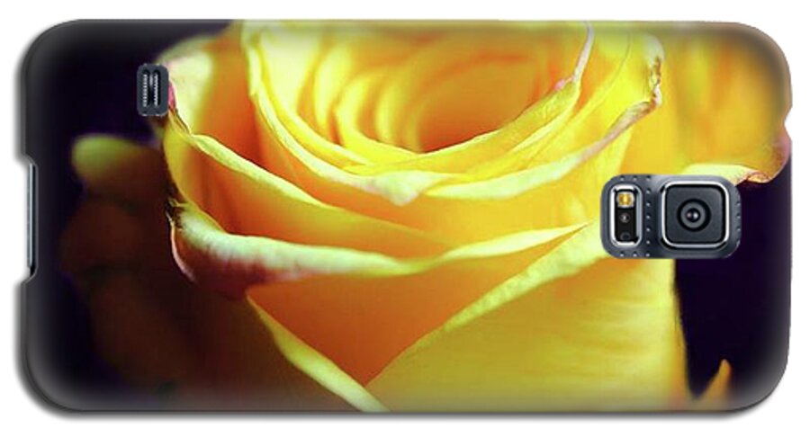 Yellow Rose Soft Light - Phone Case