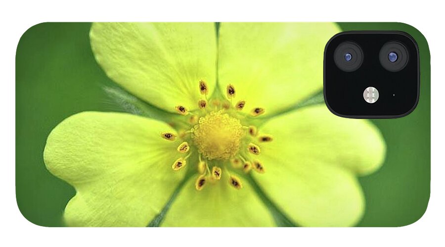 Yellow Wildflower - Phone Case
