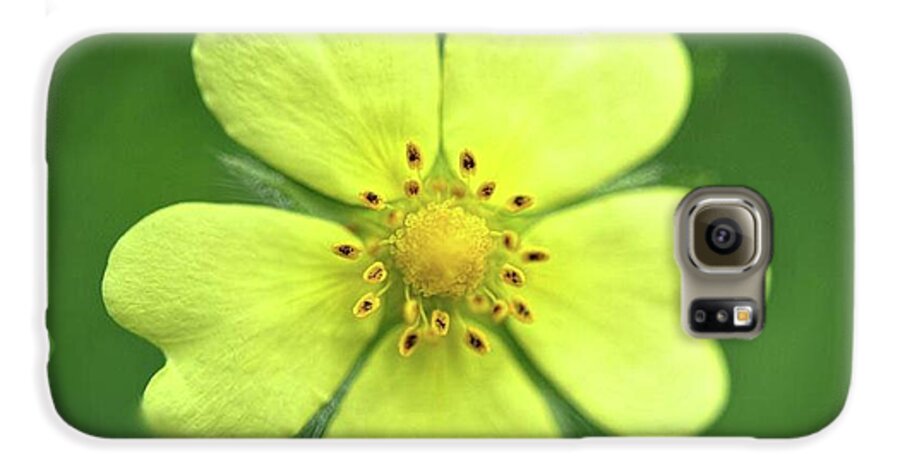 Yellow Wildflower - Phone Case